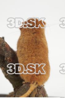 Hazel Dormouse - Muscardinus avellanarius 0030